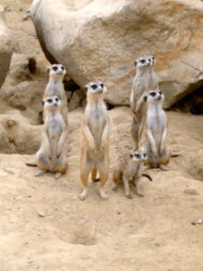 penyakit meerkat