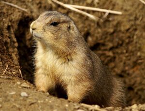 memelihara prairie dog