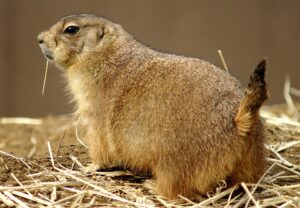 penyakit prairie dog