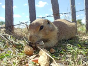 adopsi prairie dog