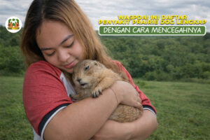 penyakit prairie dog