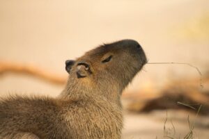 adopsi capybara