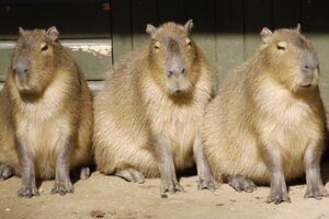 adopsi capybara