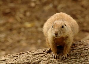 adopsi prairie dog