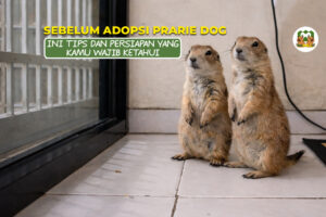 adopsi prairie dog