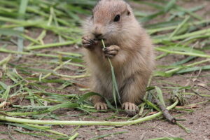 makanan prairie dog