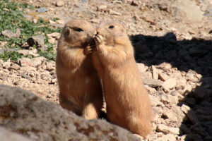 makanan prairie dog