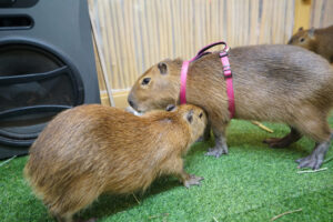 meninggalkan hewan eksotis di rumah