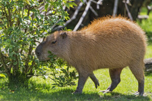 capybara dan prairie dog