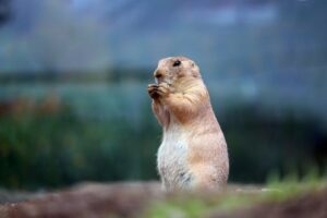 fakta prairie dog