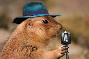 fakta prairie dog