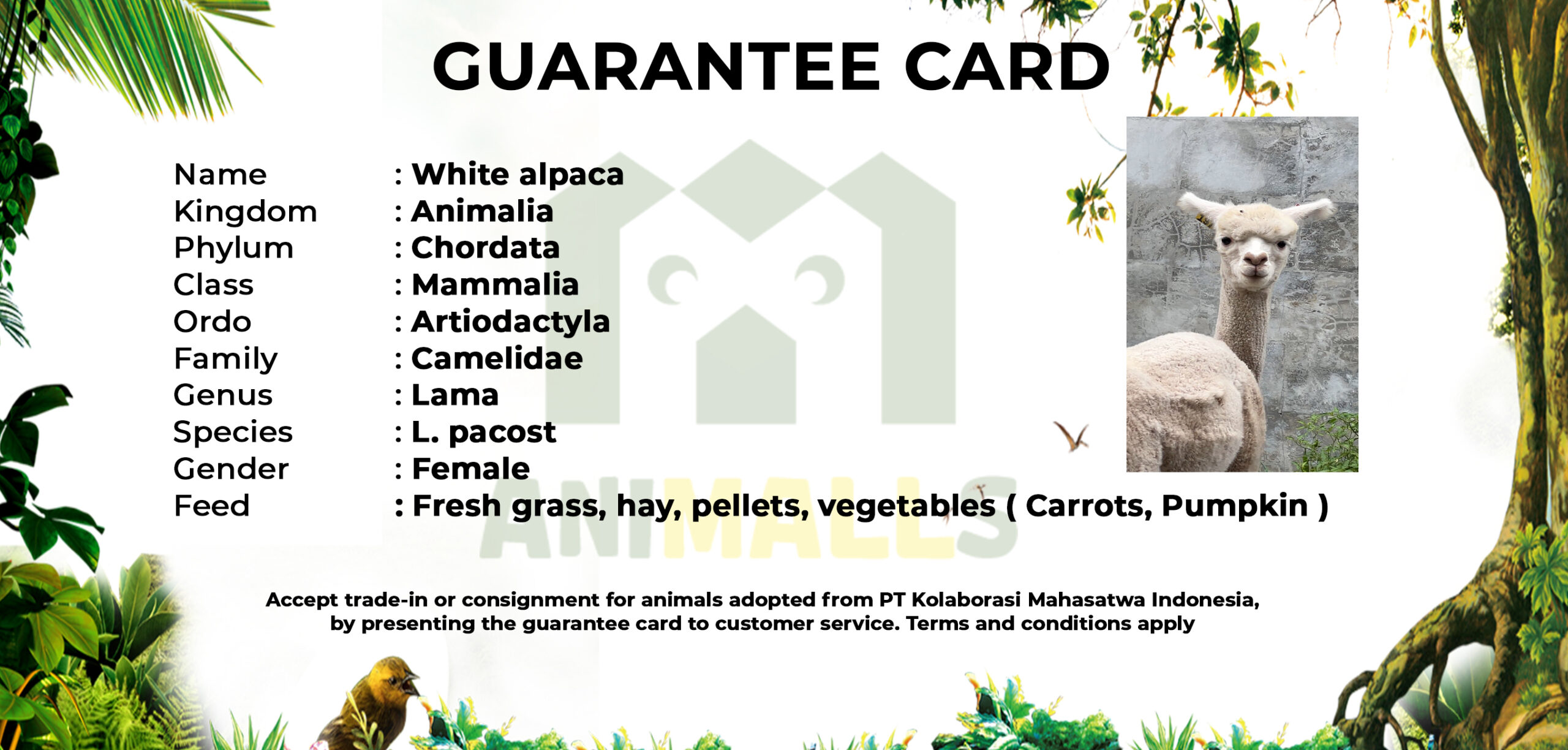 guarteen card ALPACA FEMELE