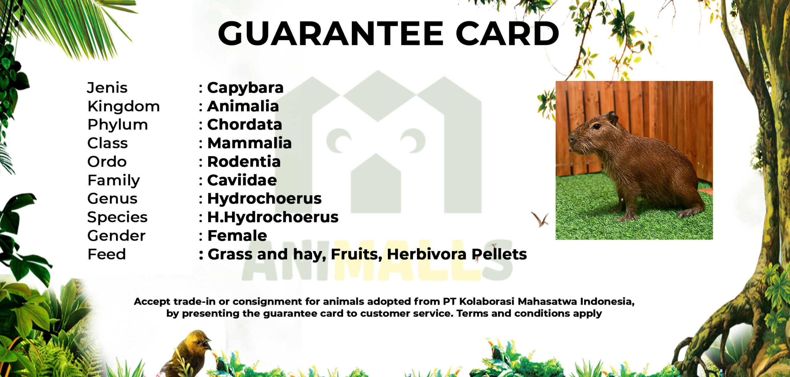 guarteen card CAPYBARA habitat
