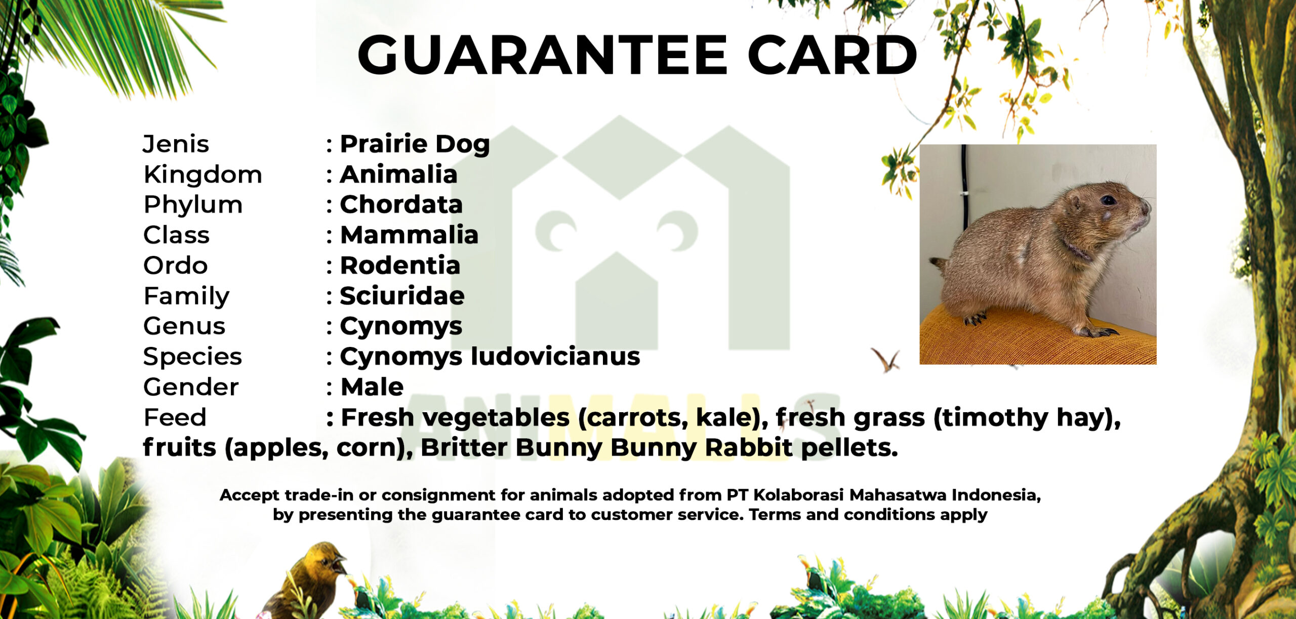 guarteen card PRAIRIE DOG
