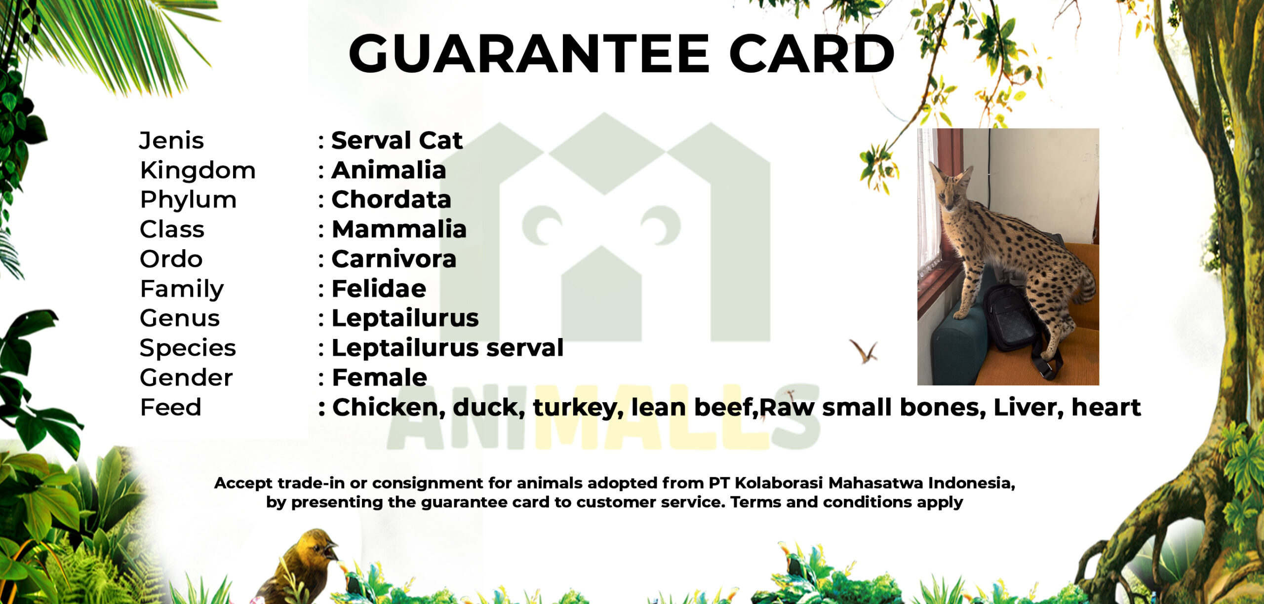 guarteen card SERVAL ( kirim ulang )