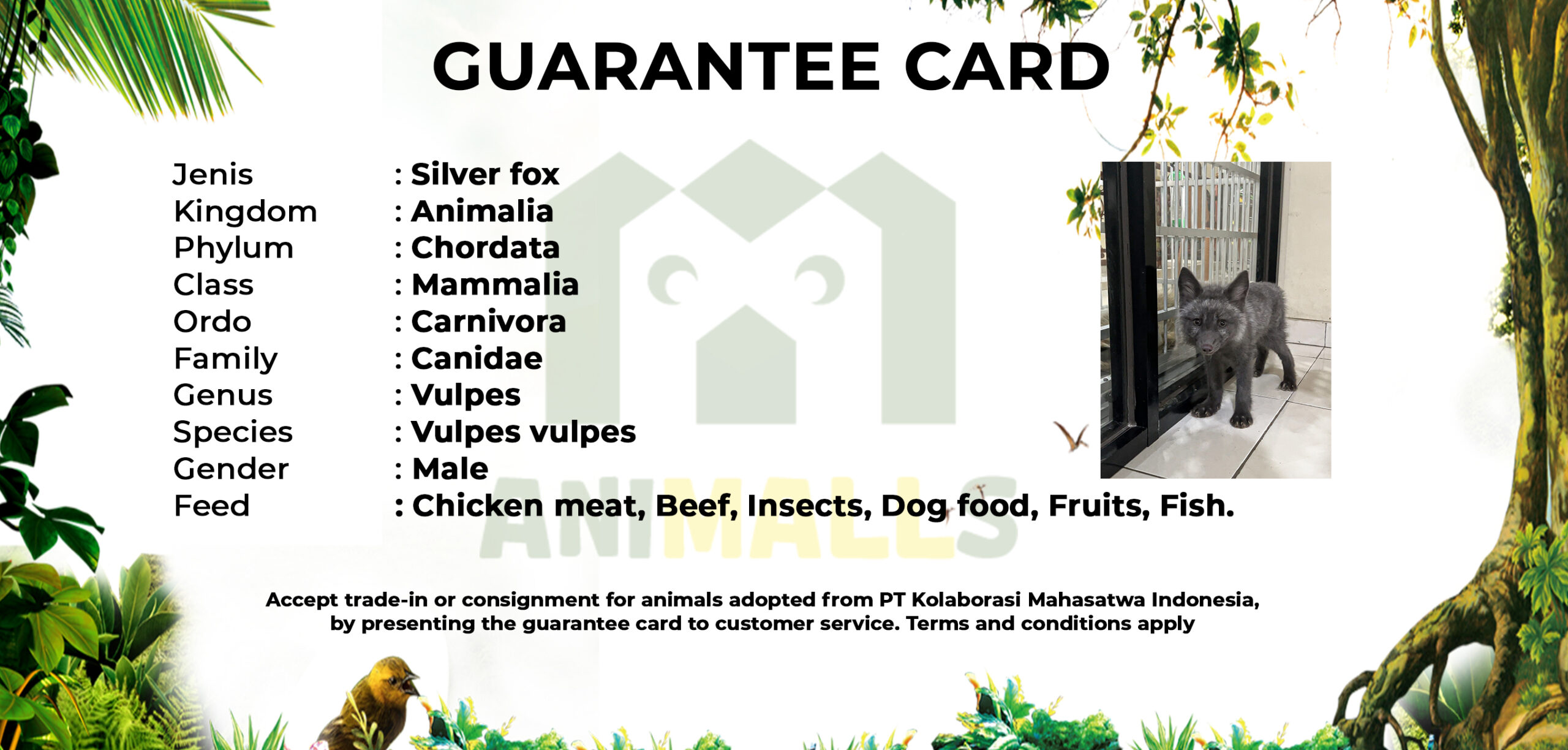 guarteen card SILVER FOX