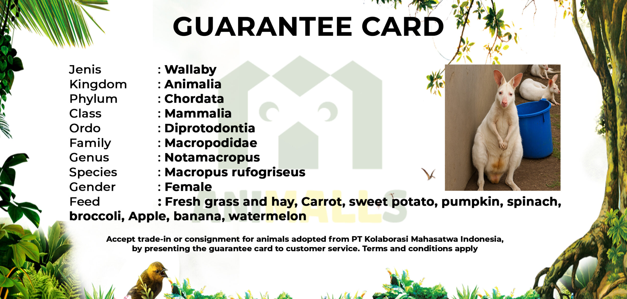 guarteen card WALLABY 2