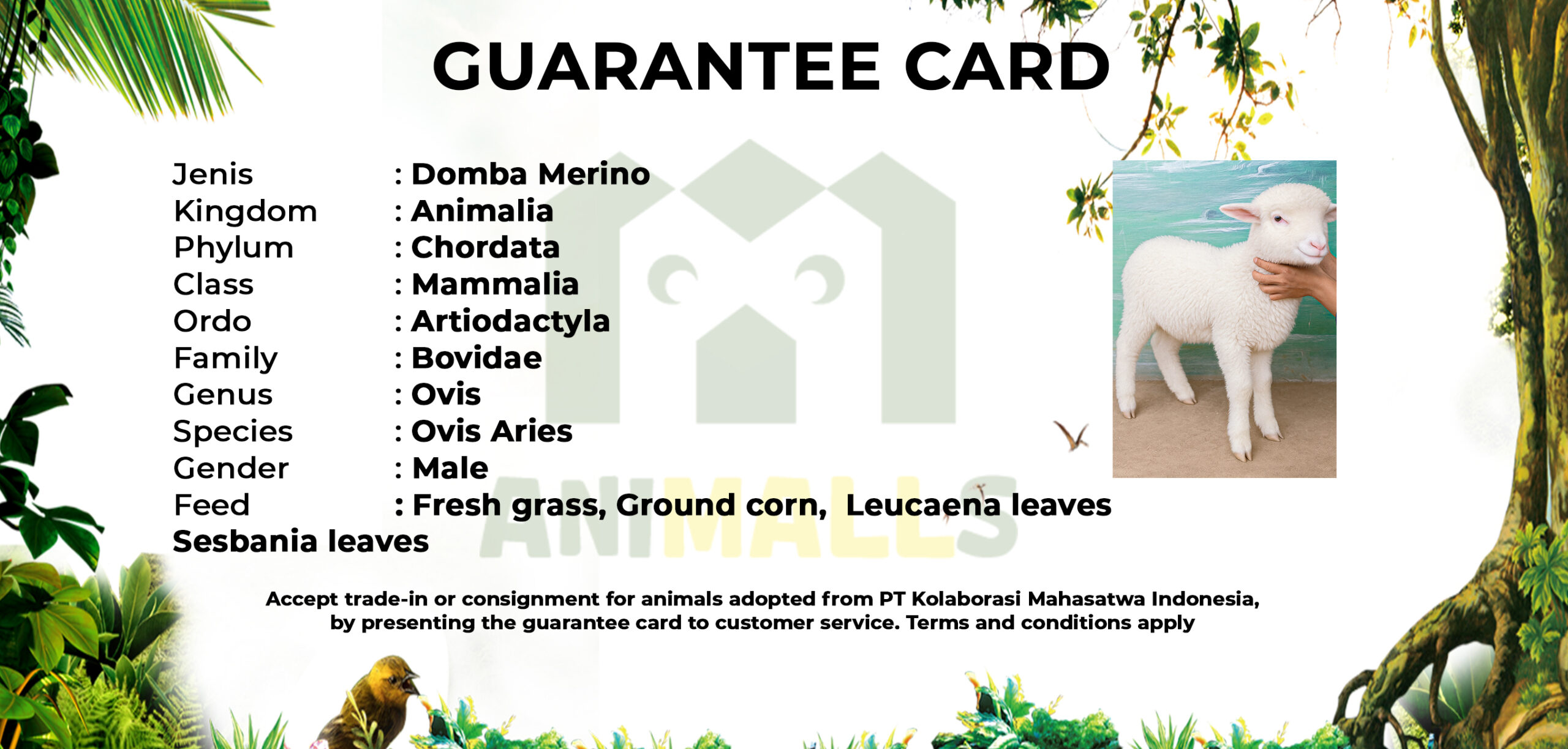 guarteen card domba merino 2