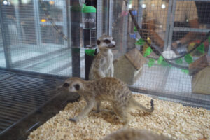 meninggalkan hewan eksotis di rumah