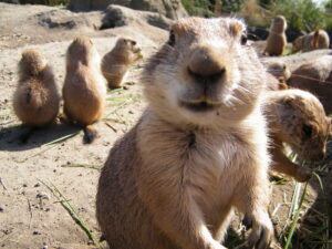 adopsi prairie dog