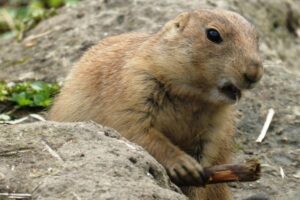 penyakit prairie dog