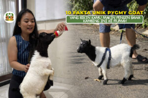 fakta unik pygmy goat