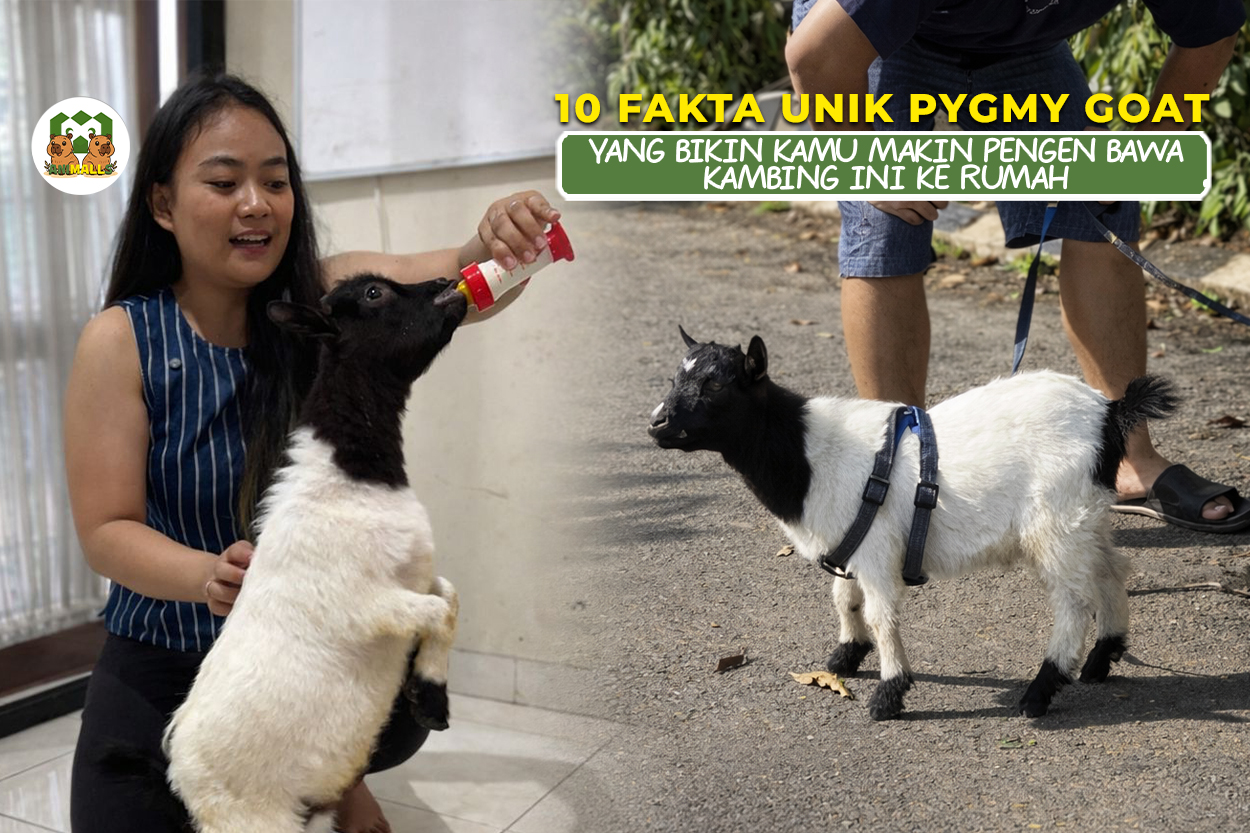 fakta unik pygmy goat