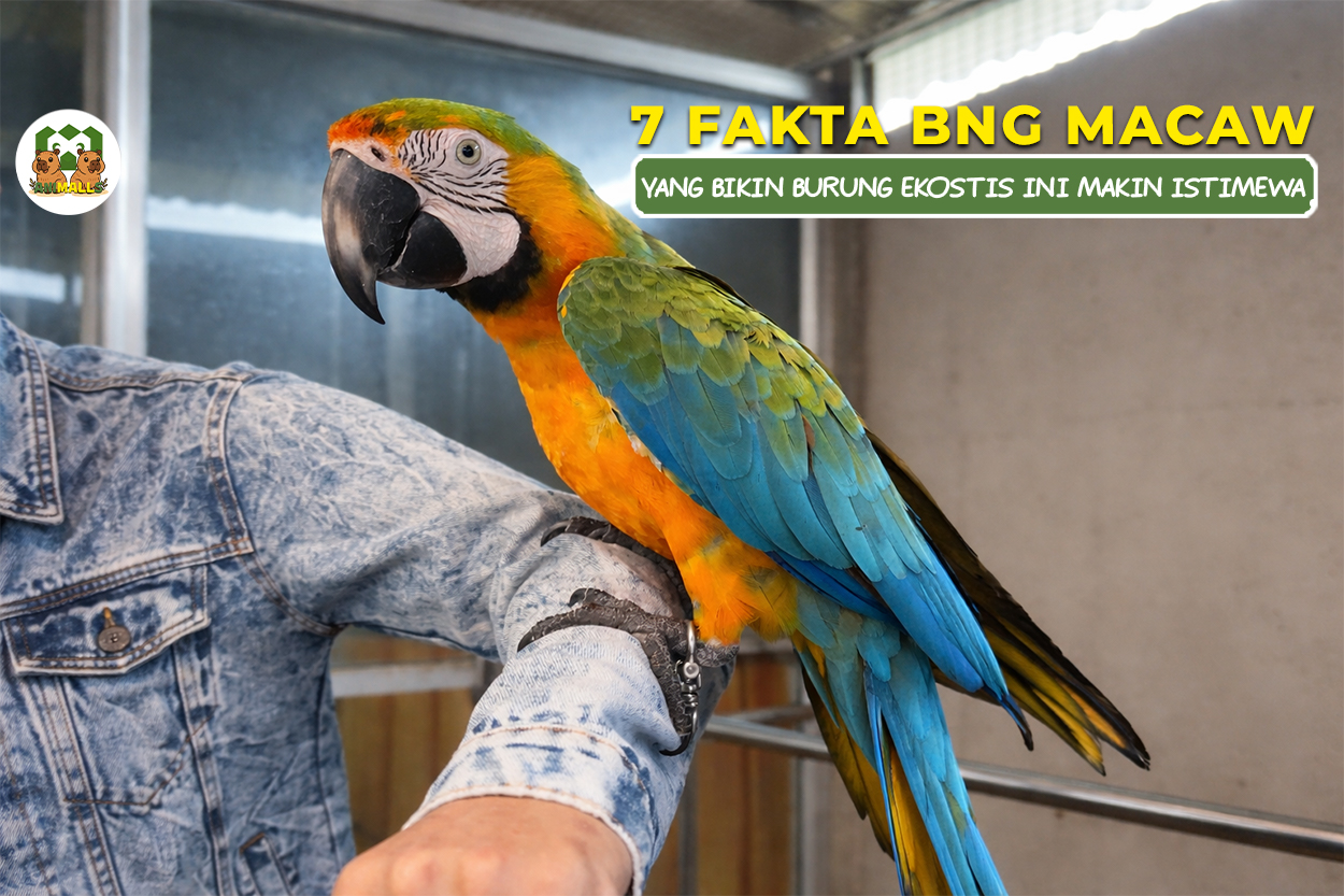 fakta bng macaw