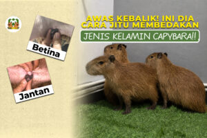 jenis kelamin capybara