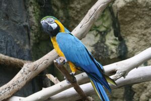 memelihara bng macaw