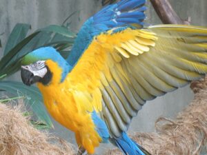 penyakit bng macaw