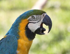 fakta bng macaw