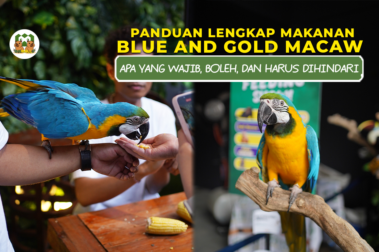 makanan bng macaw