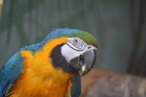 makanan bng macaw