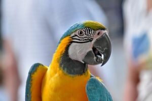 penyakit bng macaw