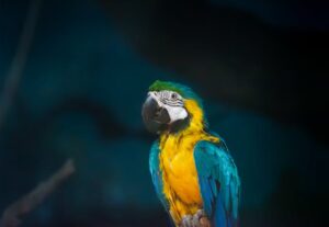 makanan bng macaw