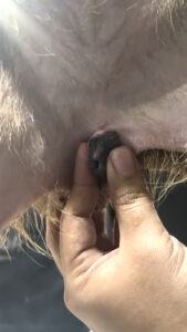 jenis kelamin capybara