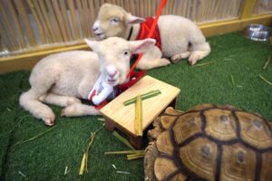 fakta unik pygmy goat