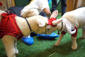 fakta unik pygmy goat