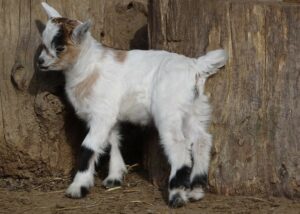 memelihara pygmy goat