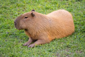 jenis kelamin capybara