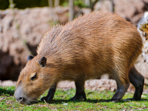 jenis kelamin capybara