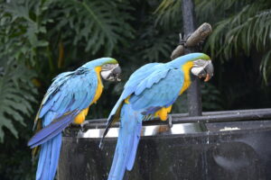 makanan bng macaw