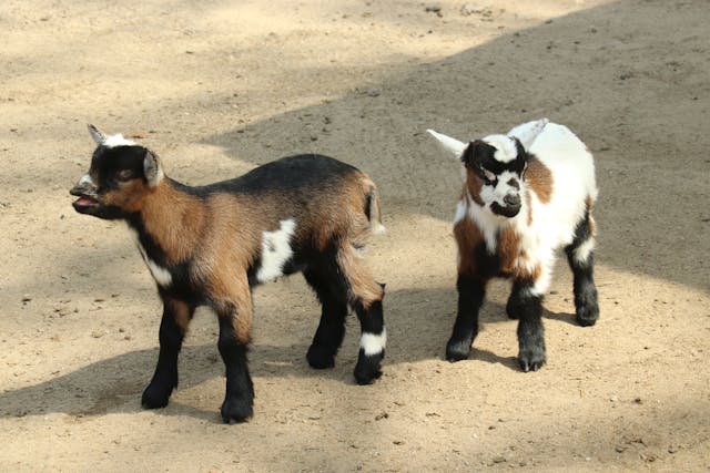 memelihara pygmy goat