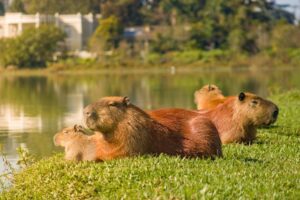 penyebab capybara stres