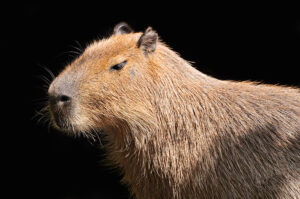 penyebab capybara stres