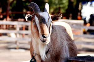 fakta unik pygmy goat
