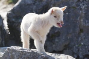 fakta unik pygmy goat