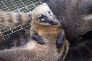memelihara coati mundi