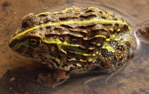 hewan eksotis yang berpuasa